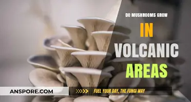Mushrooms in Volcanic Zones: Unveiling Their Unique Growth Conditions