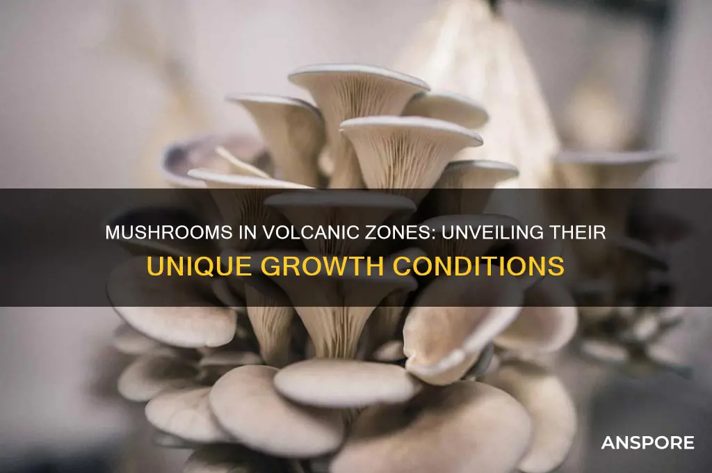 do mushrooms grow in volcanic areas