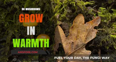 Warmth and Mushrooms: Ideal Conditions for Fungal Growth Explained