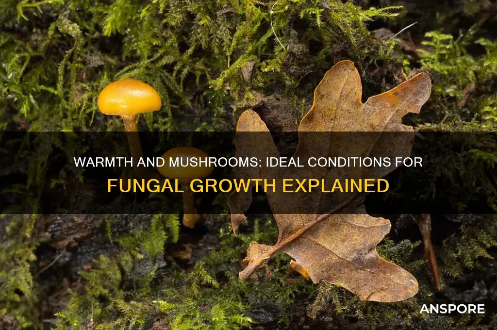 do mushrooms grow in warmth