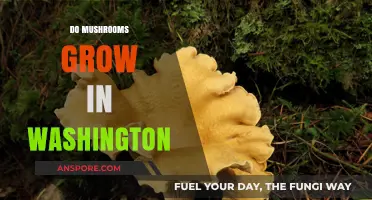 Exploring Washington's Forests: Where and How Mushrooms Thrive in the Evergreen State