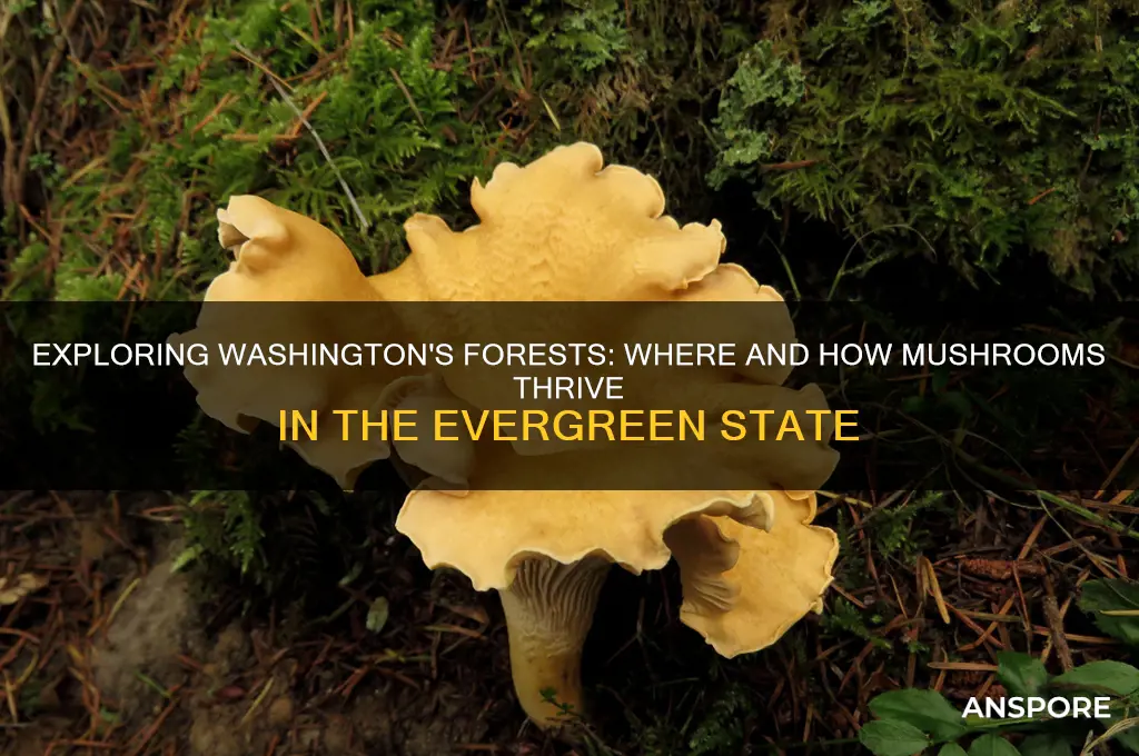 do mushrooms grow in washington