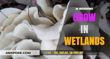 Mushrooms in Wetlands: Exploring Fungal Growth in Waterlogged Ecosystems