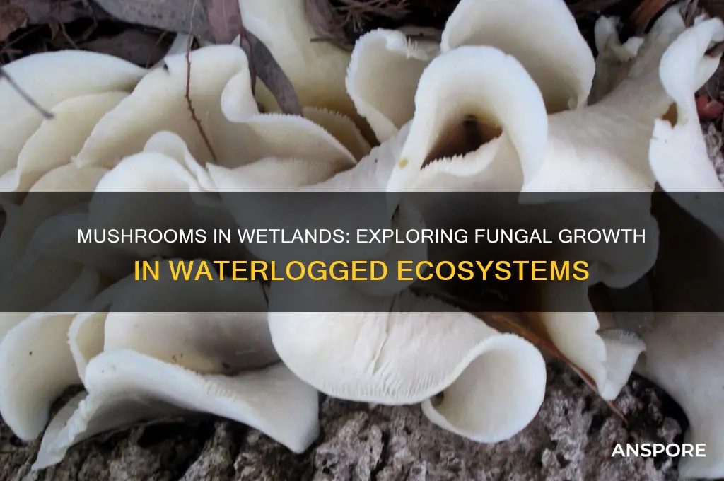 do mushrooms grow in wetlands