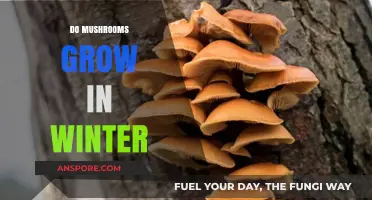 Can Mushrooms Thrive in Winter? Exploring Cold-Weather Fungal Growth