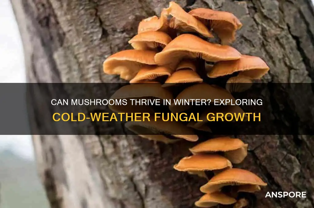 do mushrooms grow in winter