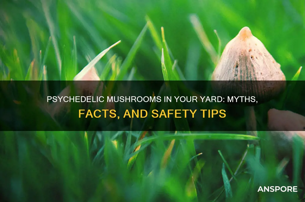 do mushrooms grow in yard phyco active