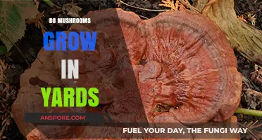 Can Mushrooms Thrive in Your Yard? A Comprehensive Guide