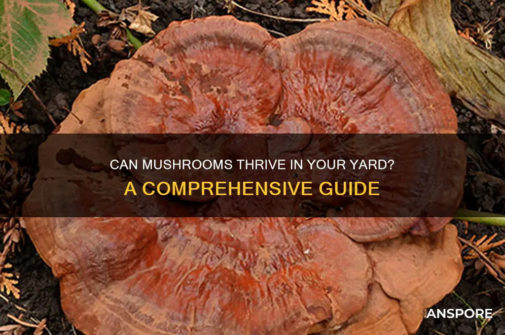 do mushrooms grow in yards