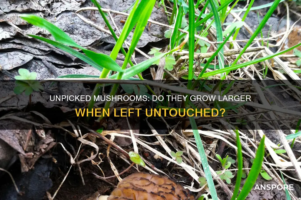do mushrooms grow larger if you don