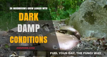 Dark, Damp Environments: Do Mushrooms Thrive and Grow Larger?