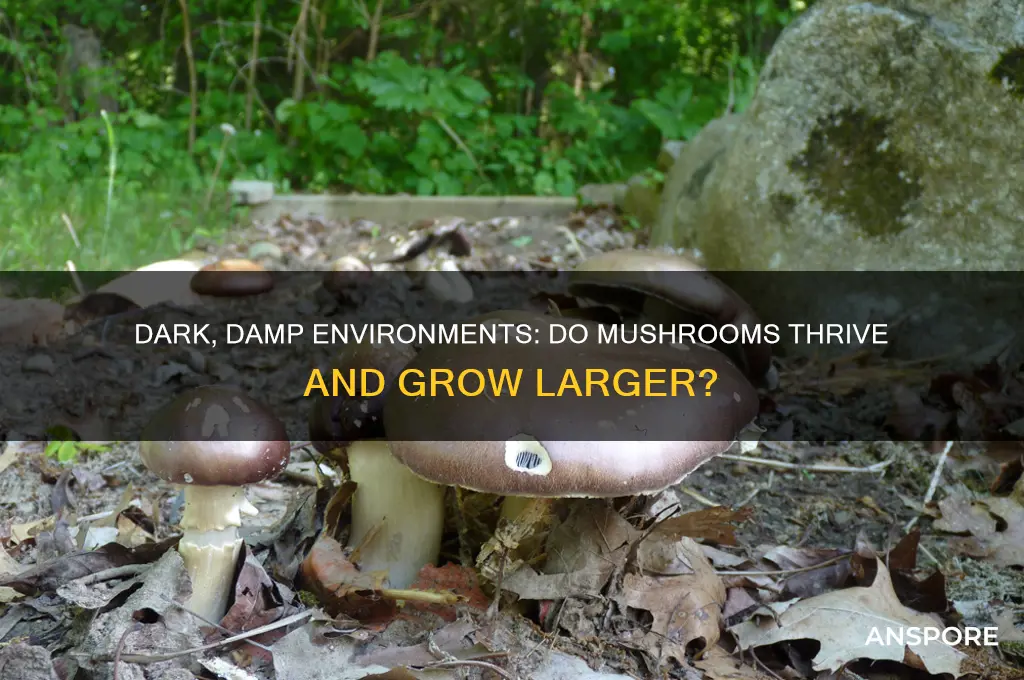 do mushrooms grow larger with dark damp conditions