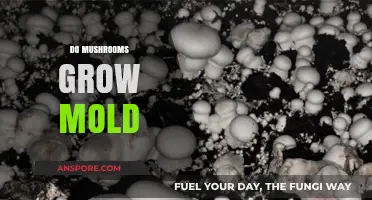 Do Mushrooms Grow Mold? Unveiling the Truth About Fungal Growth