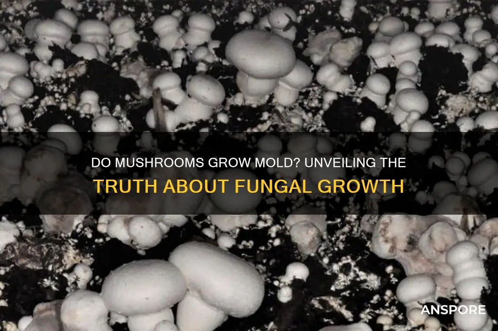do mushrooms grow mold