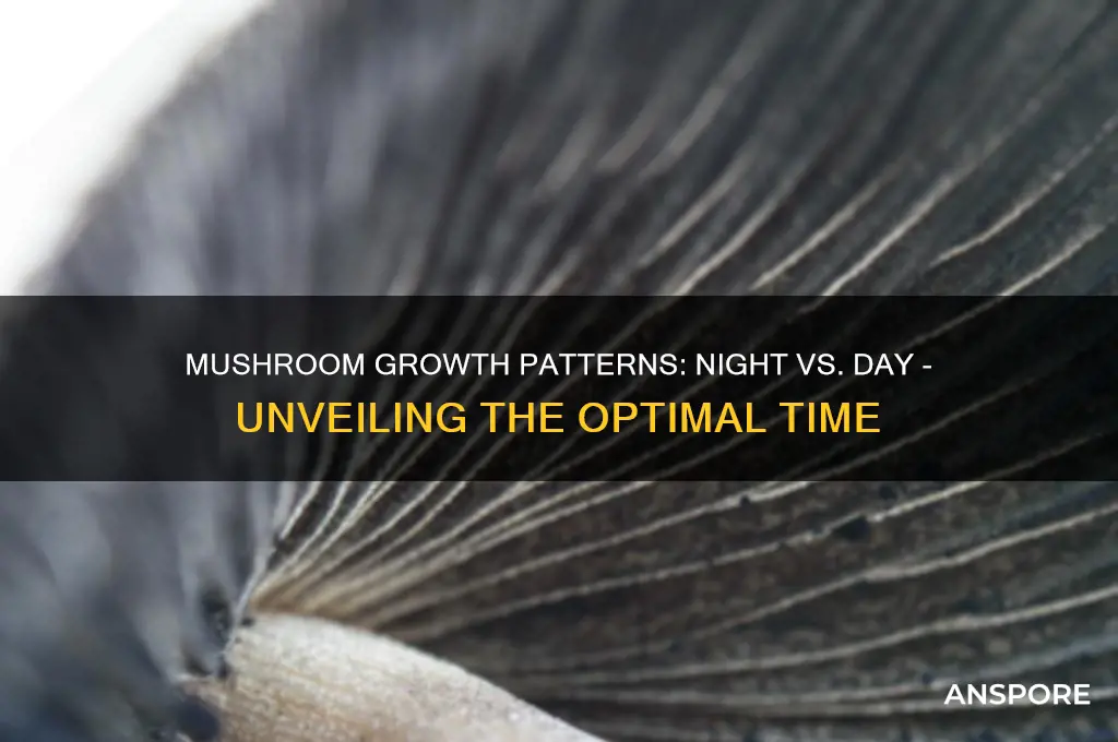 do mushrooms grow more at night or day