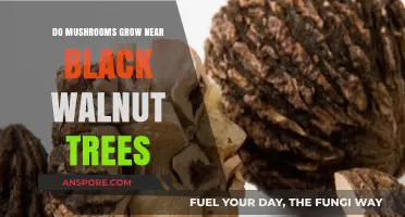 Mushrooms and Black Walnut Trees: Unveiling Their Unique Relationship