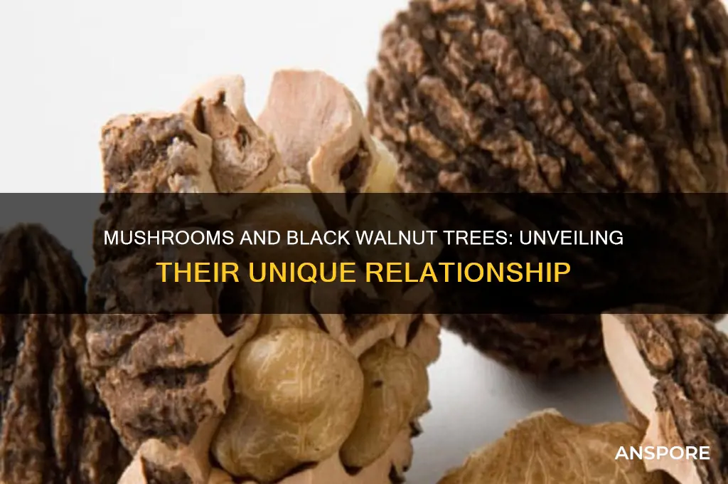 do mushrooms grow near black walnut trees