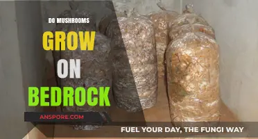 Can Mushrooms Thrive on Bedrock? Exploring Fungal Growth in Extreme Conditions