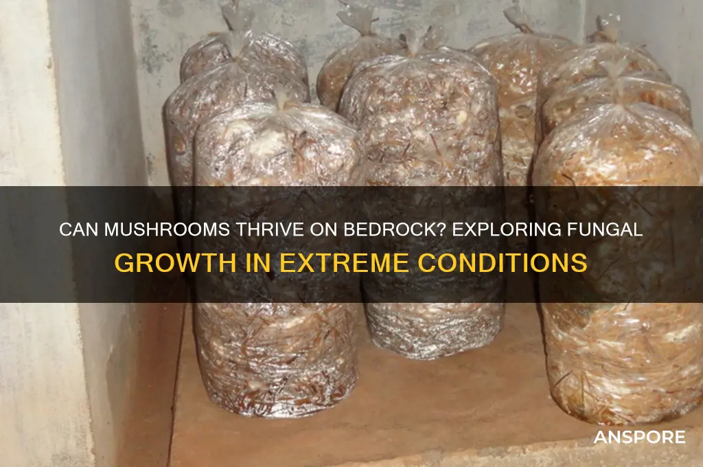 do mushrooms grow on bedrock
