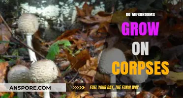 Do Mushrooms Grow on Corpses? Exploring the Fascinating Fungal Connection