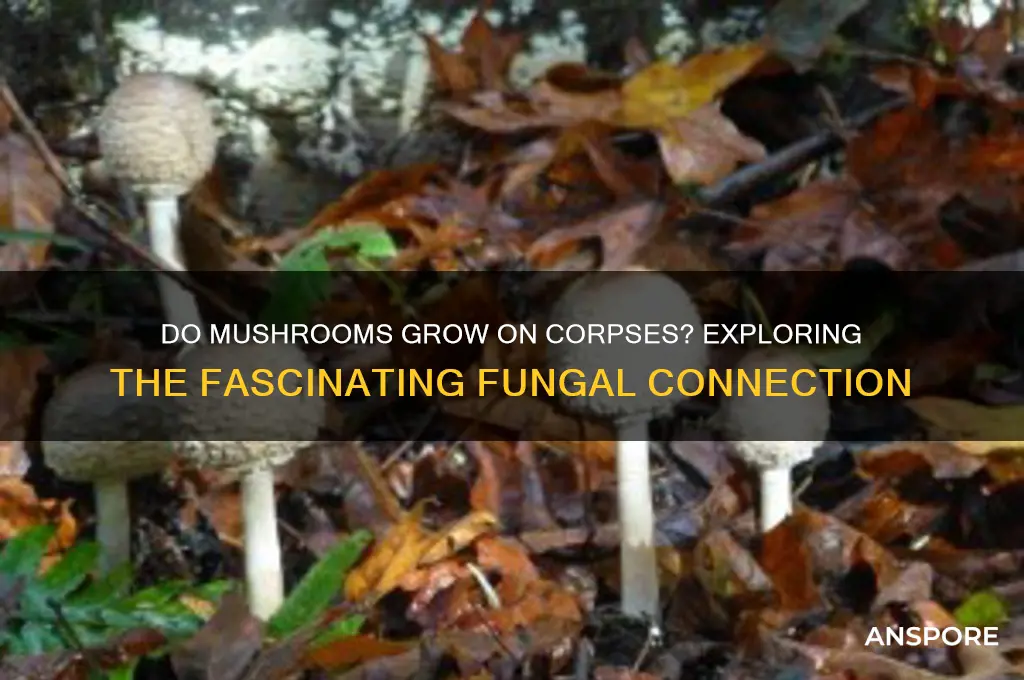 do mushrooms grow on corpses