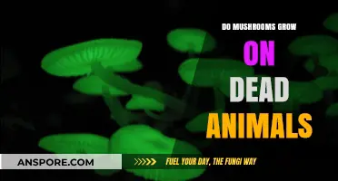 Do Mushrooms Thrive on Dead Animals? Exploring Nature's Decomposers