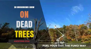 Do Mushrooms Thrive on Dead Trees? Unveiling Nature's Decomposers