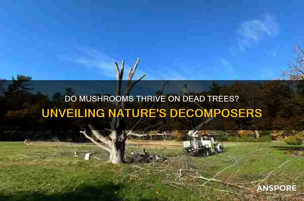do mushrooms grow on dead trees