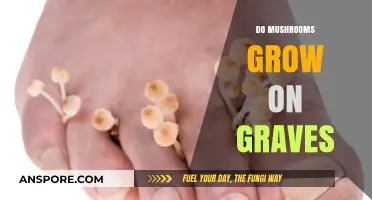 Do Mushrooms Grow on Graves? Exploring the Fungal Connection to Burial Sites