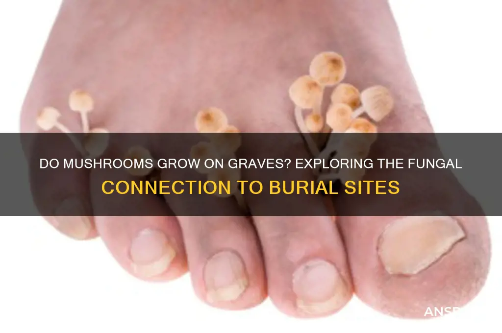 do mushrooms grow on graves