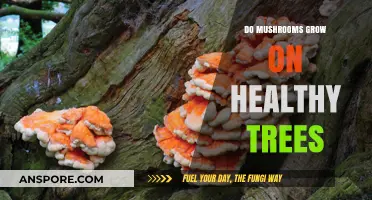 Do Mushrooms Grow on Healthy Trees? Unveiling the Truth