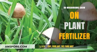 Can Mushrooms Thrive on Plant Fertilizer? Exploring Growth Possibilities
