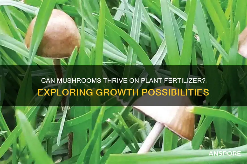 do mushrooms grow on plant fertilizer