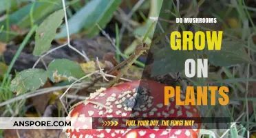 Do Mushrooms Grow on Plants? Unveiling the Truth About Fungi Habitats