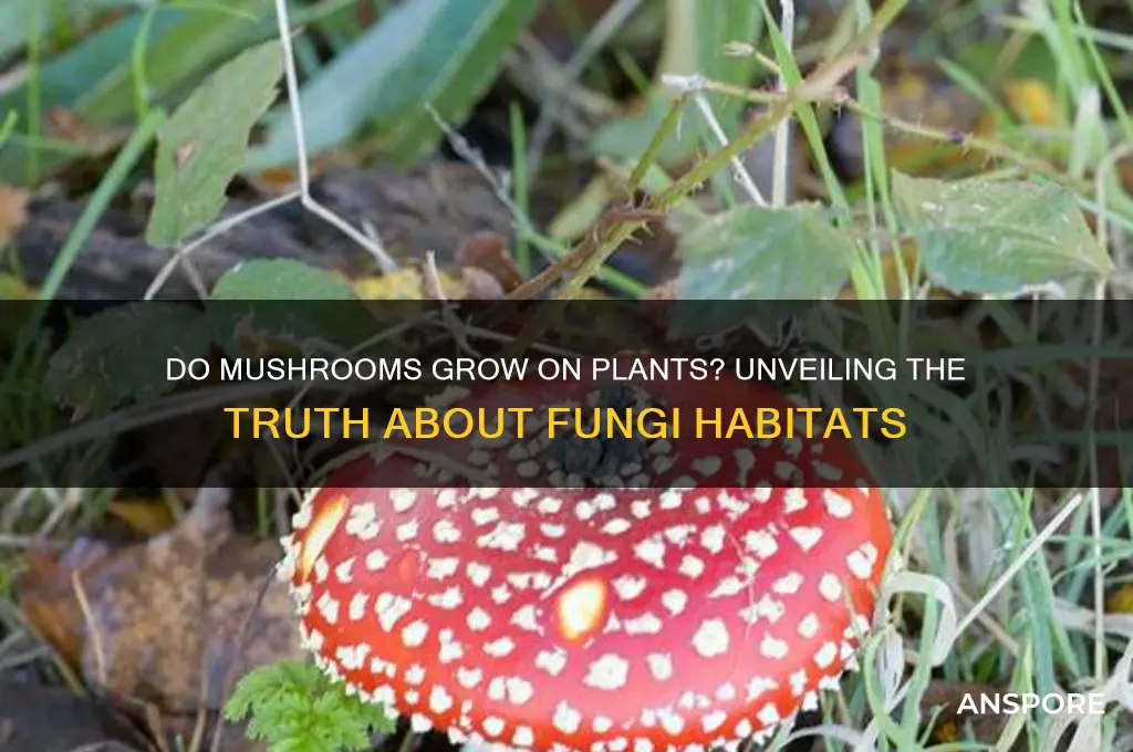 do mushrooms grow on plants