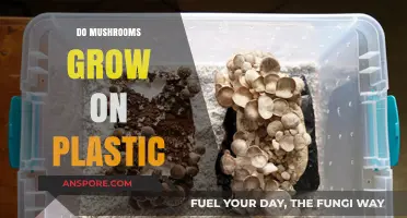 Can Mushrooms Thrive on Plastic? Exploring Unlikely Growth Surfaces
