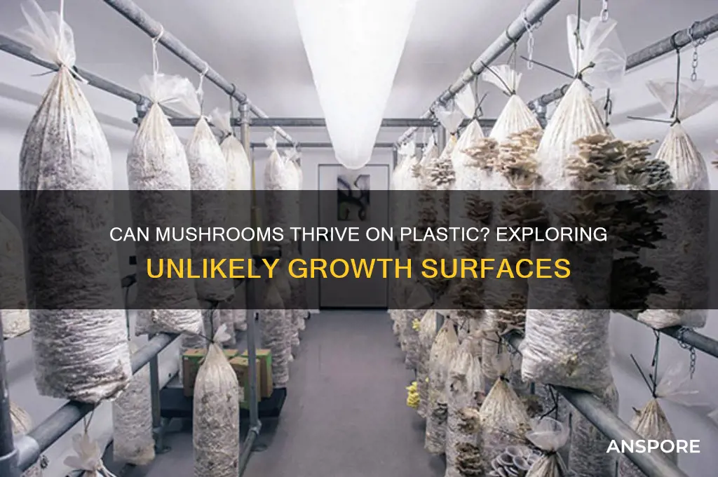 do mushrooms grow on plastic