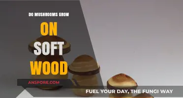 Can Mushrooms Thrive on Soft Wood? Exploring Fungal Growth Habits
