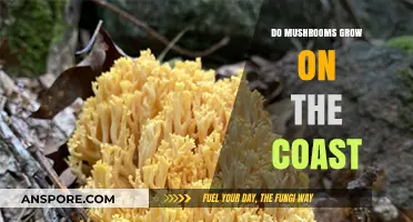 Coastal Mushrooms: Exploring Fungal Growth Along Shorelines and Beaches