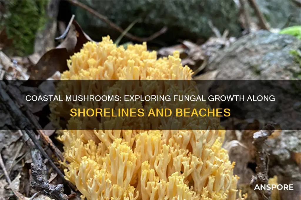 do mushrooms grow on the coast