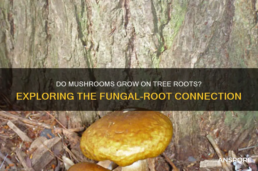 do mushrooms grow on tree roots