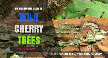 Do Mushrooms Thrive on Wild Cherry Trees? Exploring the Fungal Connection