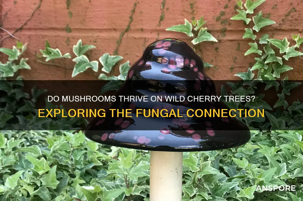 do mushrooms grow on wild cherry trees