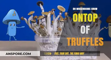 Do Mushrooms Grow on Top of Truffles? Unveiling the Fungal Truth
