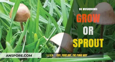 Mushrooms: Understanding Their Growth Process - Sprouting or Growing?