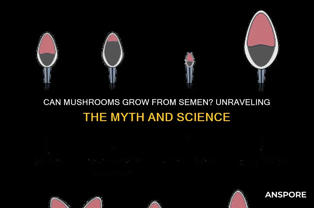 do mushrooms grow out of semen