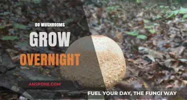 Can Mushrooms Really Grow Overnight? Unveiling the Fungal Growth Mystery
