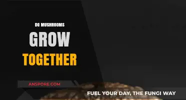 Do Mushrooms Grow Together? Exploring the Fascinating World of Fungal Networks