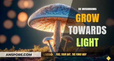 Do Mushrooms Grow Towards Light? Exploring Fungal Phototropism