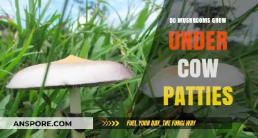 Do Mushrooms Thrive Under Cow Patties? Unveiling the Fungal Truth